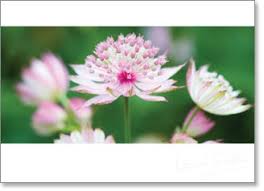 Inspire - Blank: Pink Astrantia flowers - KI Gifts Christian Supplies