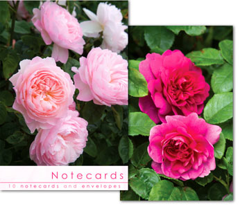 Notecards: Rich Pink roses
