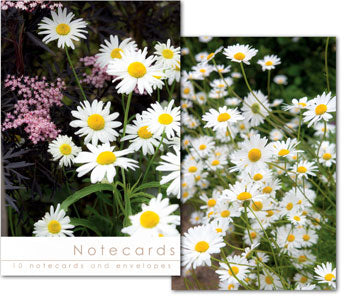Notecards: Rudbeckia Flowers