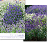 Notecards: Lavender varieties