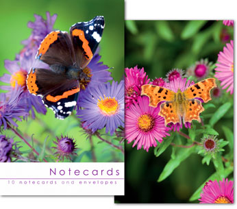 Notecards: Red Admiral and Comma